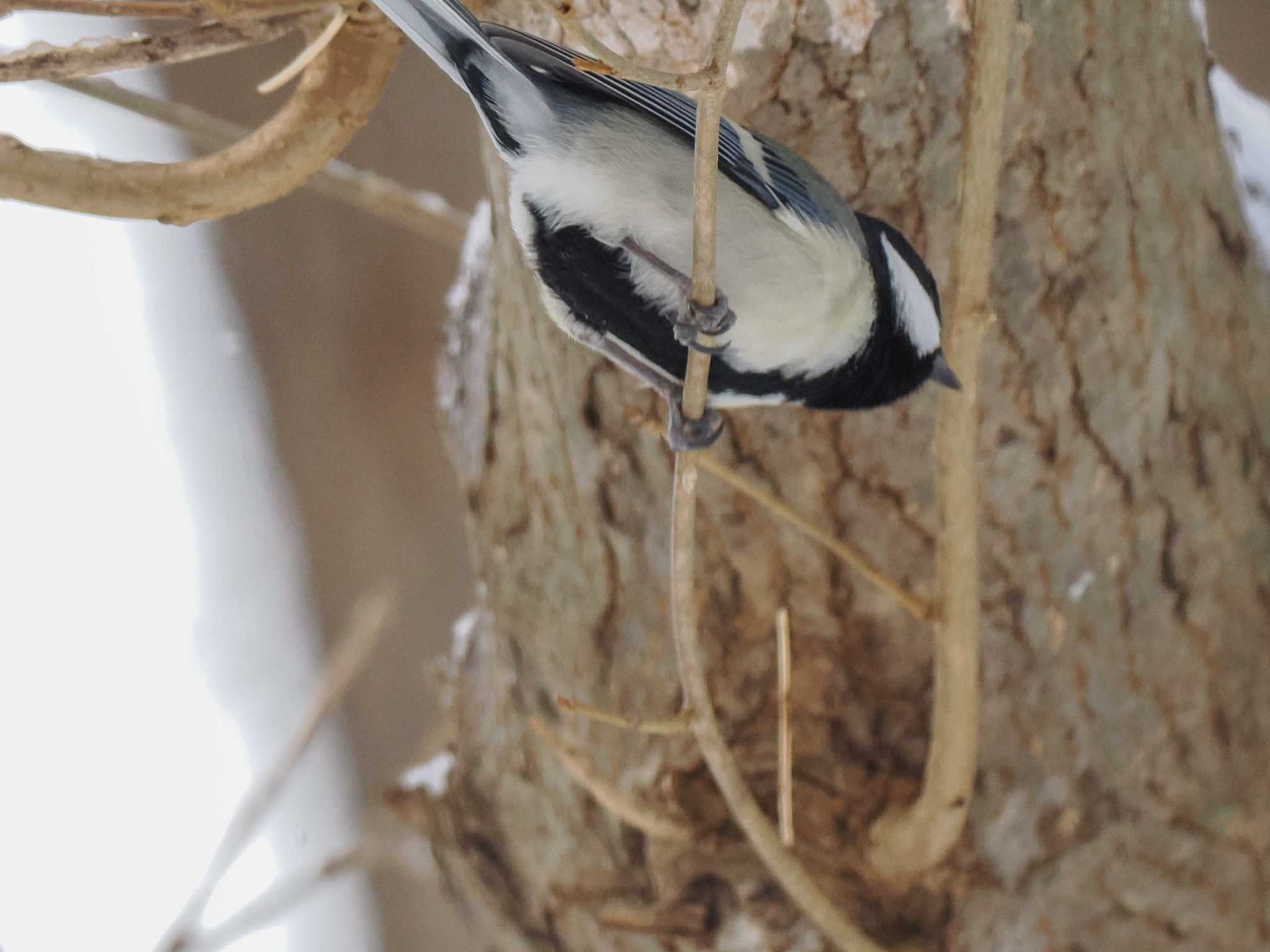 シジュウカラ