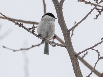 ハシブトガラ 宮丘公園(札幌市西区) 2024年1月3日(水)