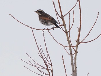 2024年1月3日(水) 宮丘公園(札幌市西区)の野鳥観察記録