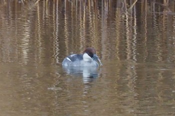 Wed, 1/3/2024 Birding report at Shin-yokohama Park