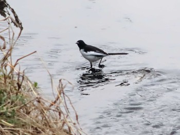 2024年1月3日(水) 笠間市の野鳥観察記録