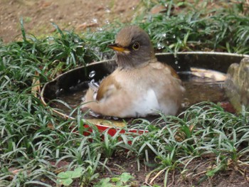 2024年1月3日(水) 大阪城公園の野鳥観察記録