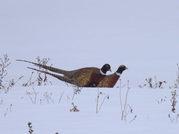 Common Pheasant 東区近郊 Wed, 1/3/2024