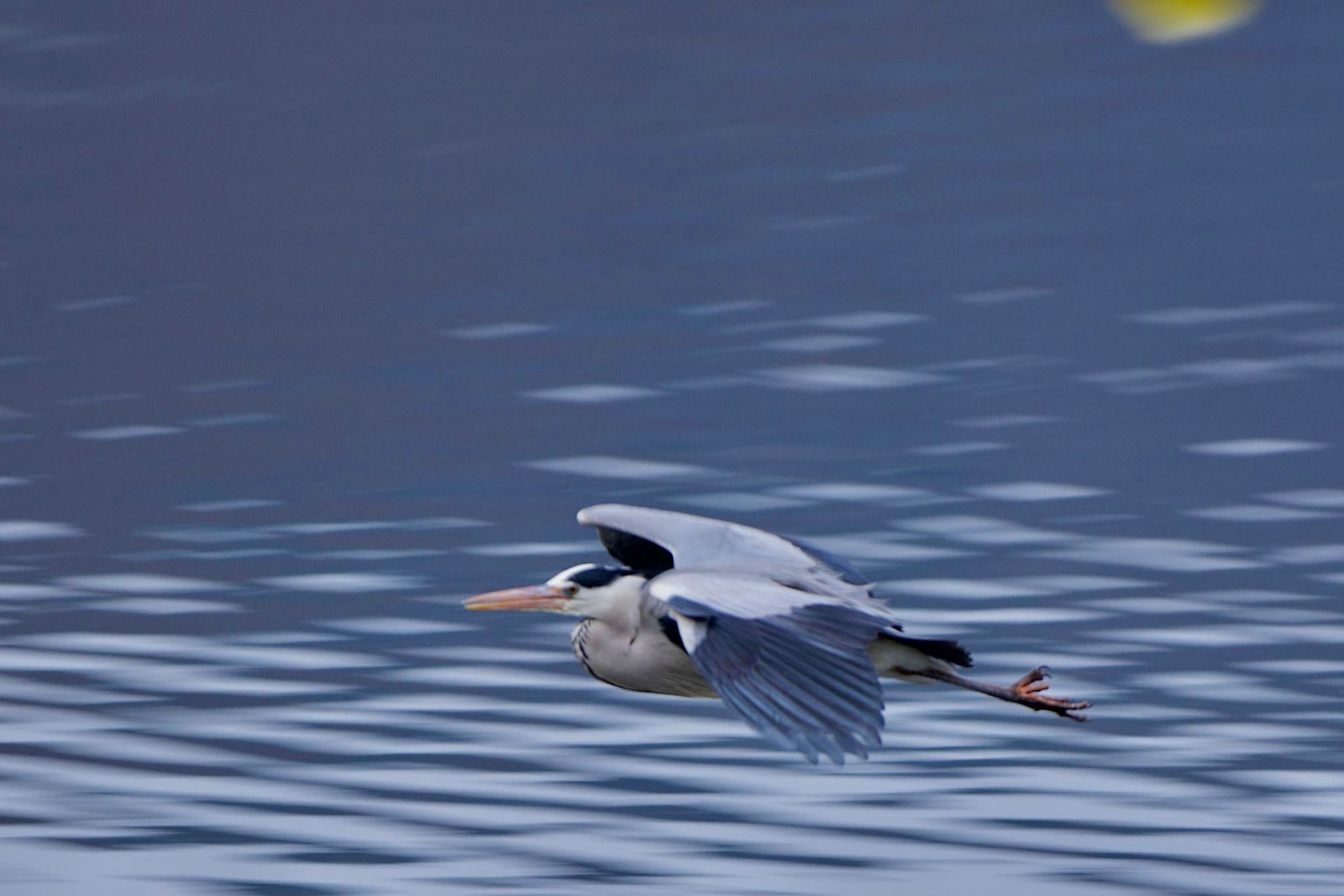 Photo of Grey Heron at Lake Kawaguchiko by 關本 英樹