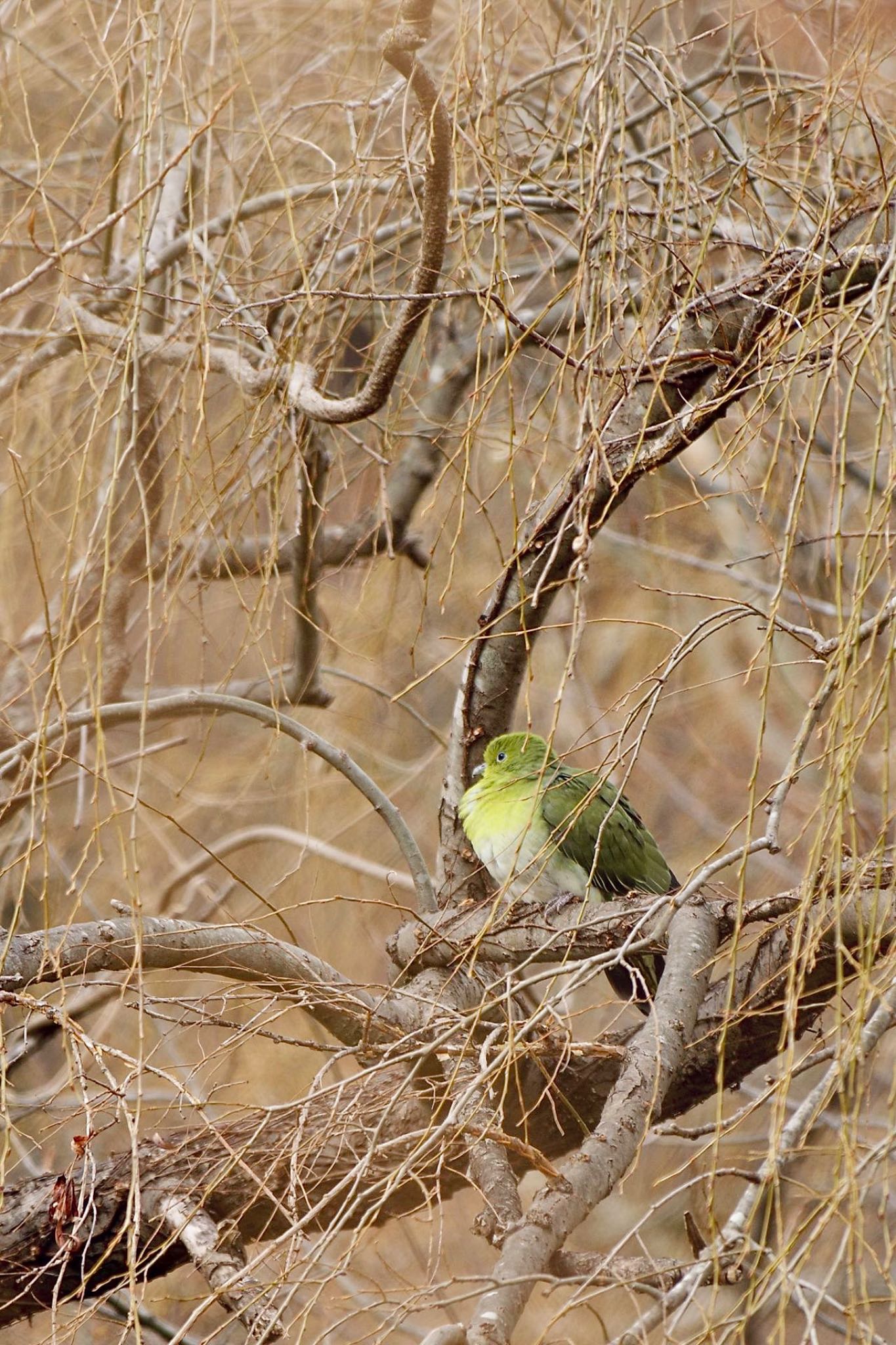 Photo of White-bellied Green Pigeon at Lake Kawaguchiko by 關本 英樹