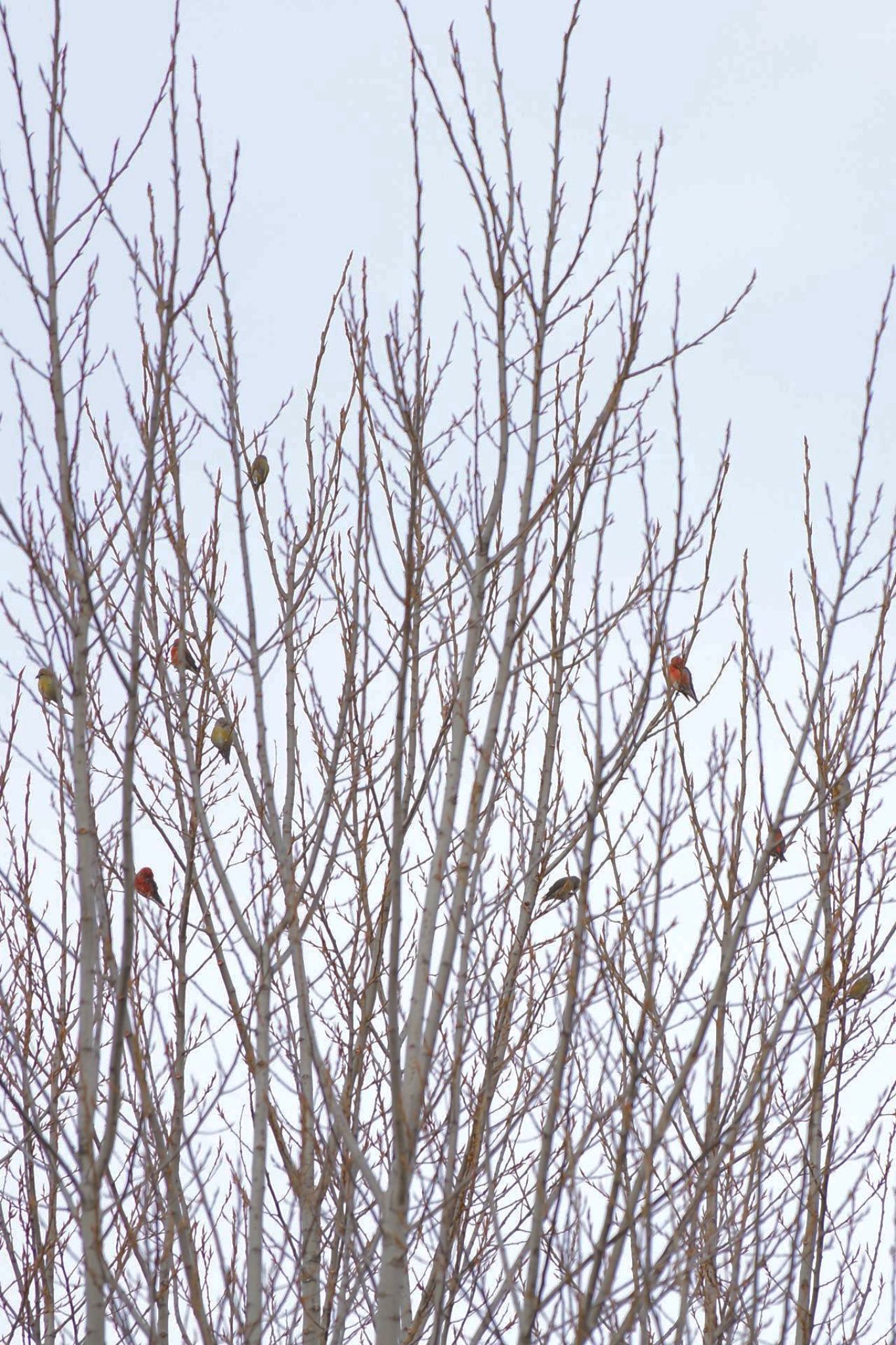 Photo of Red Crossbill at Lake Kawaguchiko by 關本 英樹