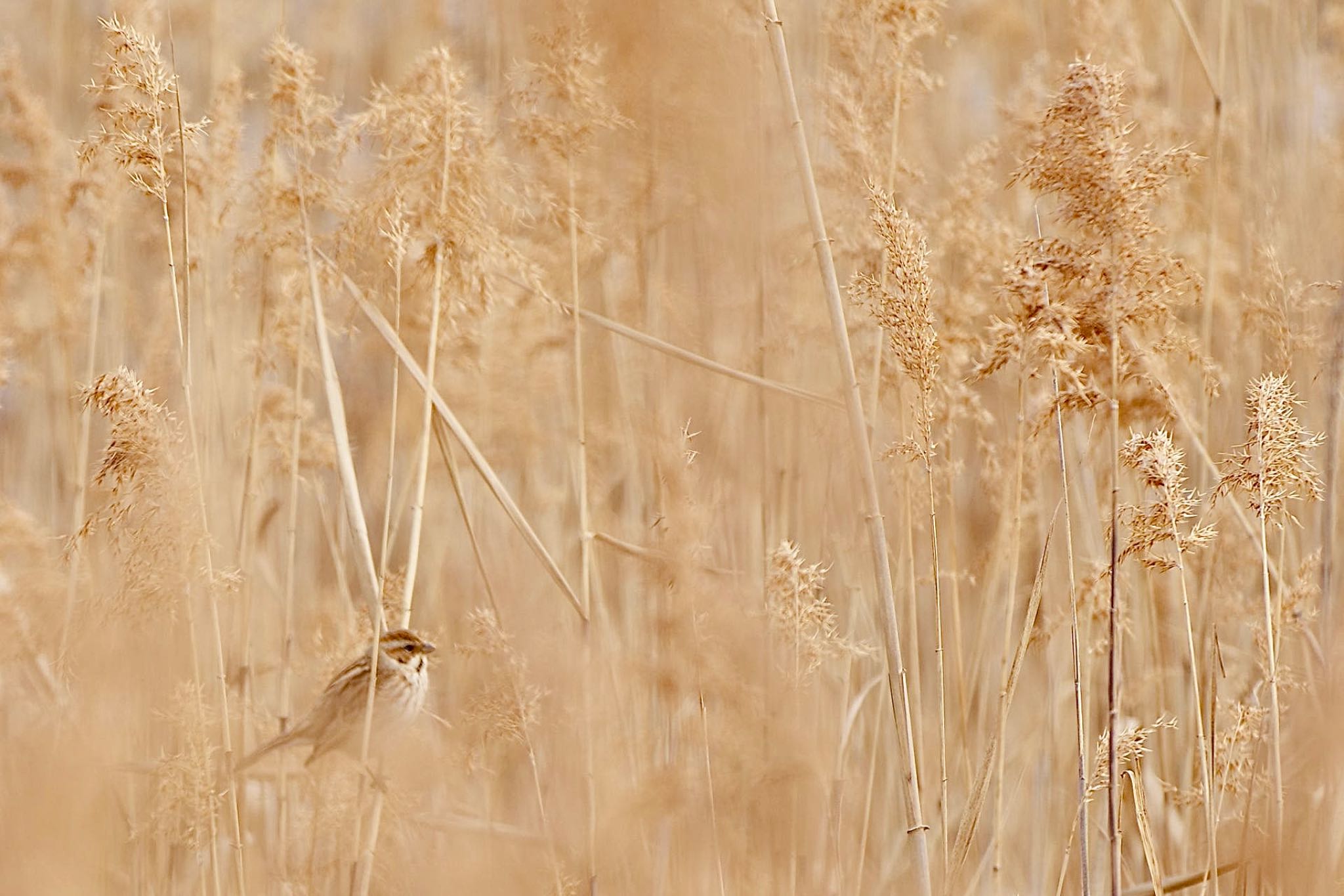 Photo of Common Reed Bunting at Lake Kawaguchiko by 關本 英樹