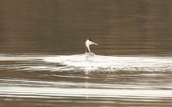 カンムリカイツブリ 彩湖 2024年1月3日(水)