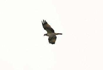 Osprey 彩湖 Wed, 1/3/2024