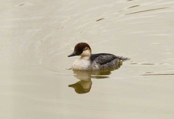 Smew 彩湖・道満グリーンパーク Wed, 1/3/2024