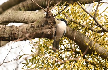 Azure-winged Magpie 彩湖・道満グリーンパーク Wed, 1/3/2024