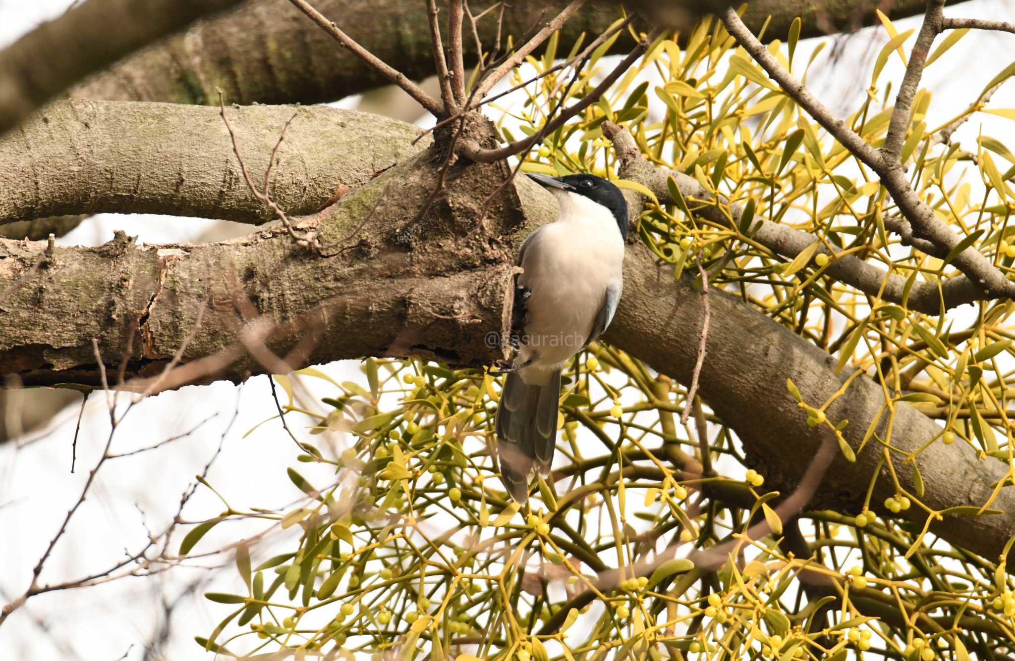 Azure-winged Magpie