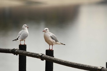 Black-headed Gull 彩湖・道満グリーンパーク Wed, 1/3/2024