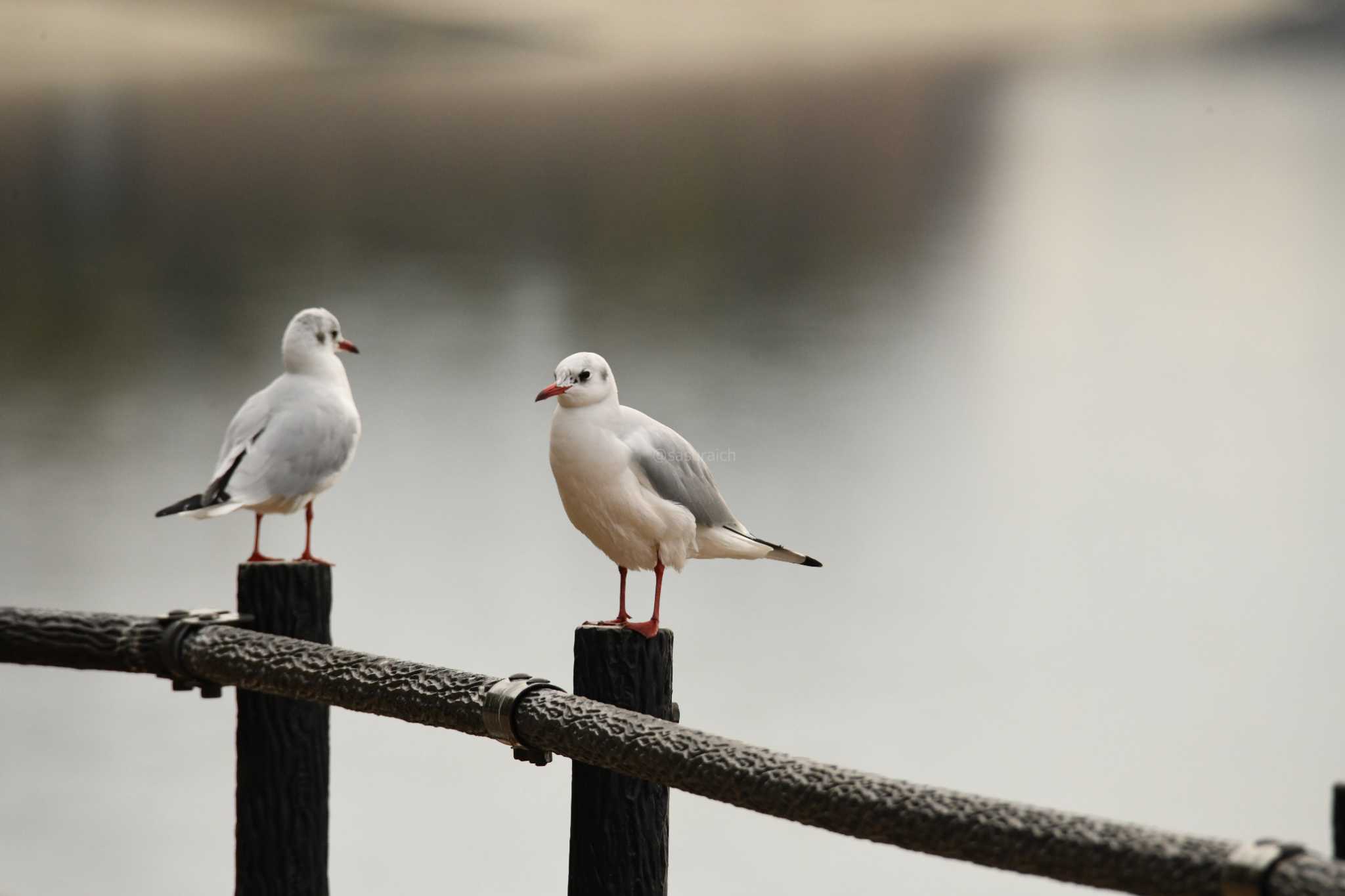 Photo of Black-headed Gull at 彩湖・道満グリーンパーク by さすらいch