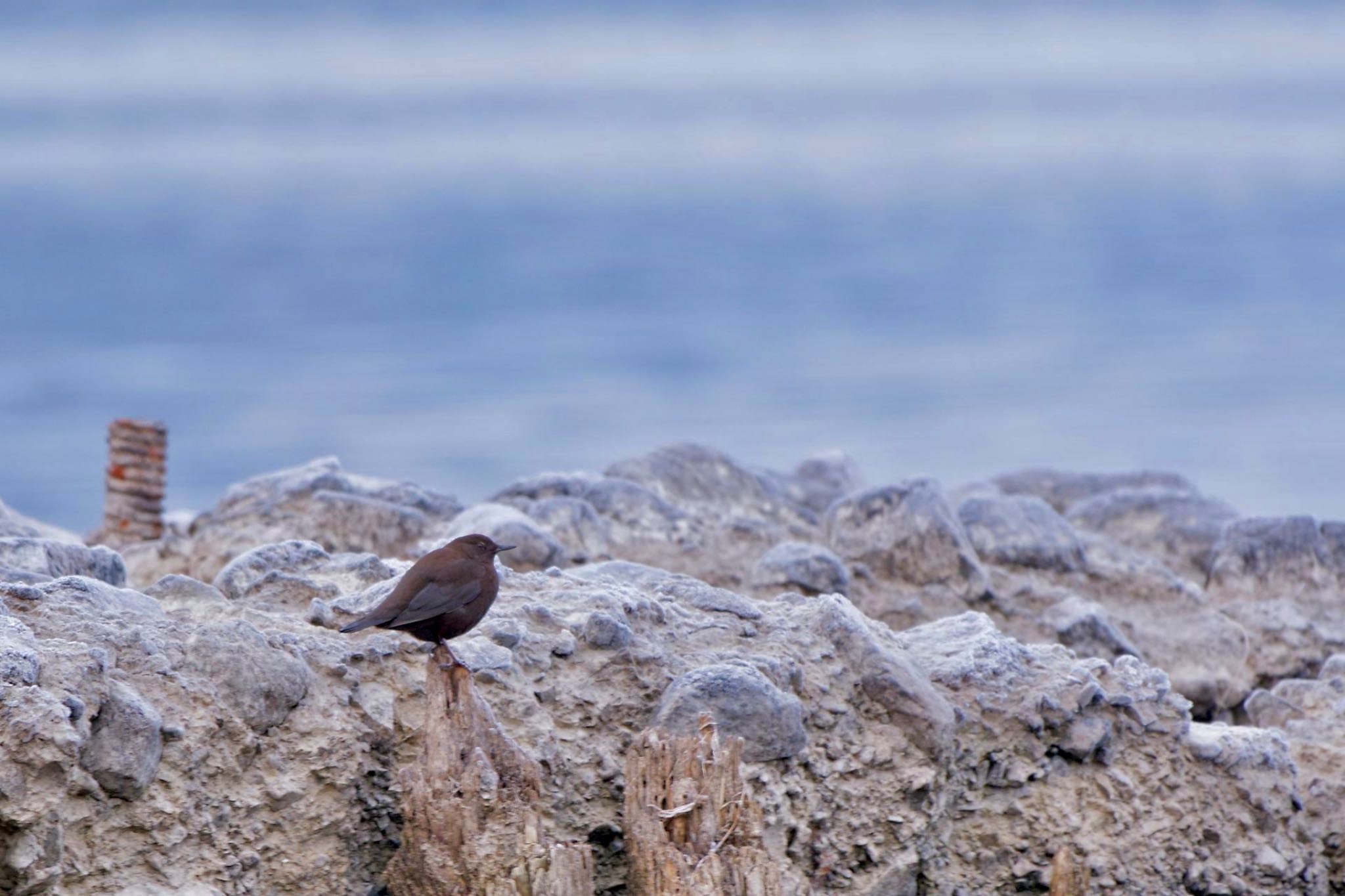 Photo of Brown Dipper at Lake Kawaguchiko by 關本 英樹