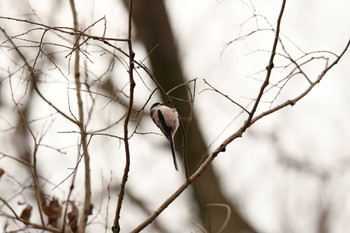 Wed, 1/3/2024 Birding report at 彩湖・道満グリーンパーク