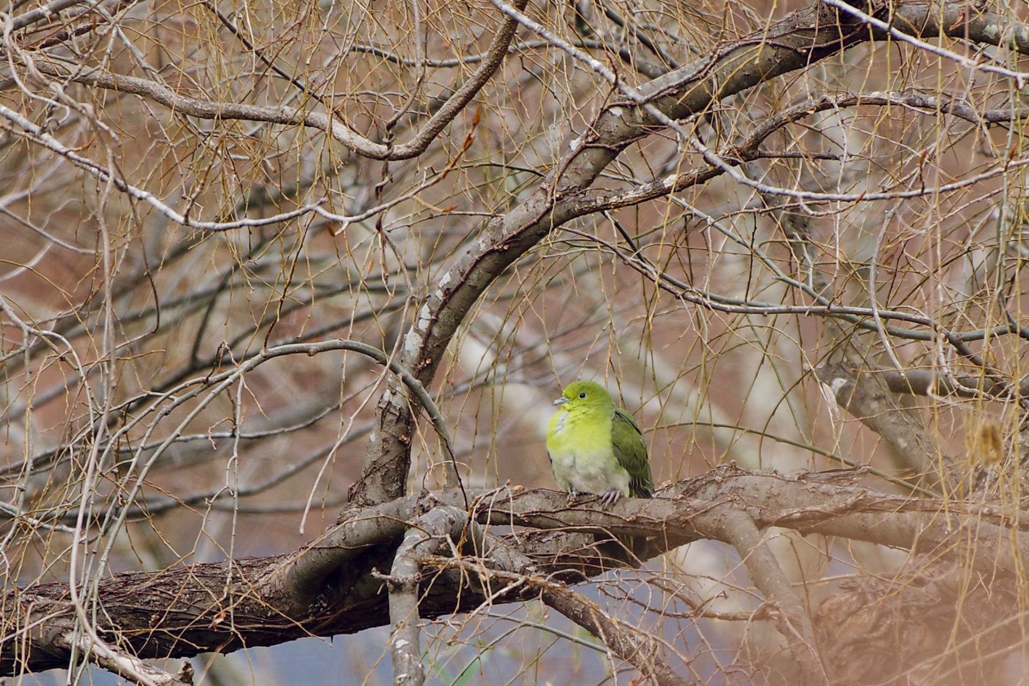 Photo of White-bellied Green Pigeon at Lake Kawaguchiko by 關本 英樹