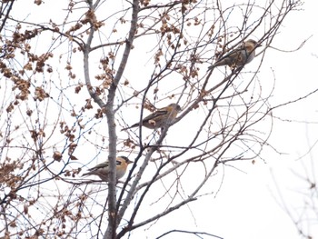 2024年1月2日(火) 水元公園の野鳥観察記録