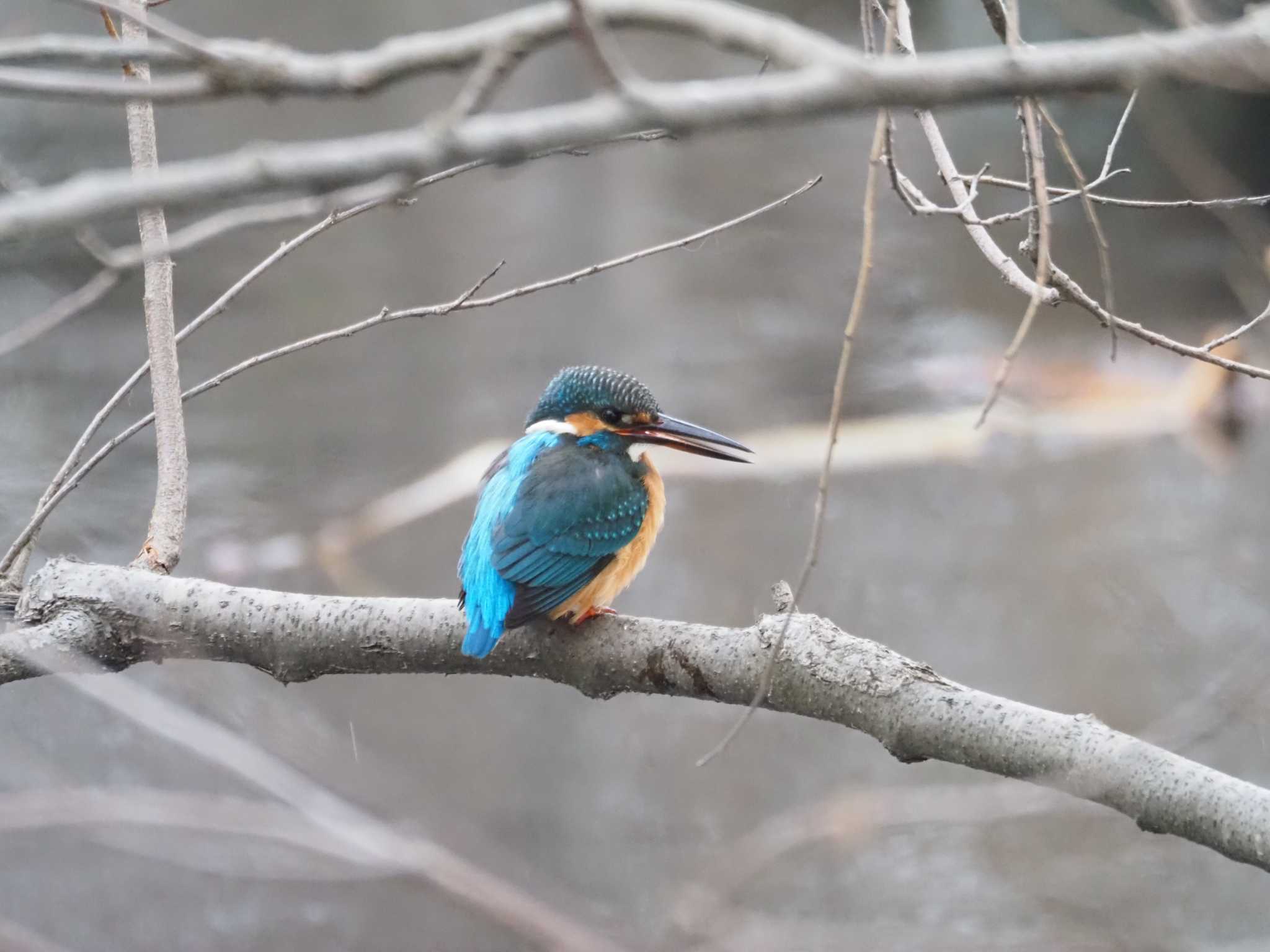 水元公園 カワセミの写真