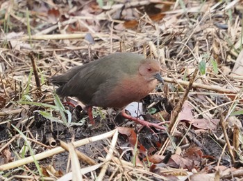 2024年1月3日(水) 舞岡公園の野鳥観察記録