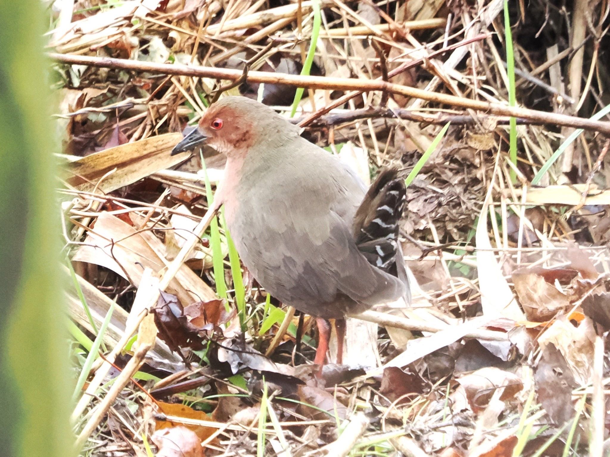 舞岡公園 ヒクイナの写真