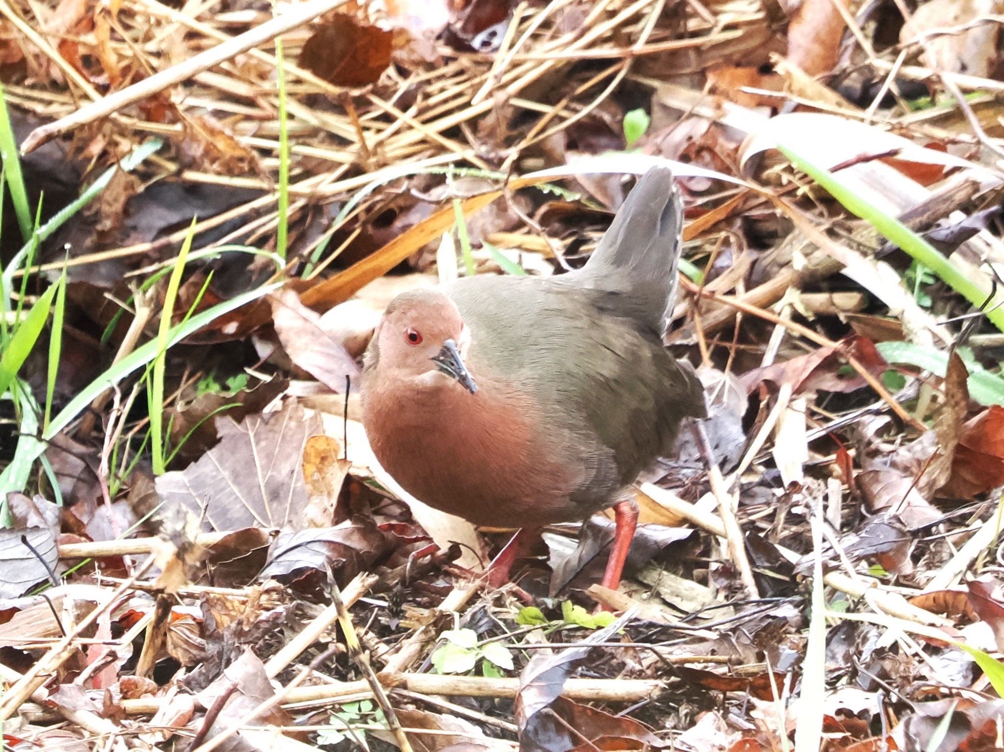 舞岡公園 ヒクイナの写真