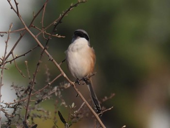 Long-tailed Shrike 兵庫県 Tue, 1/2/2024