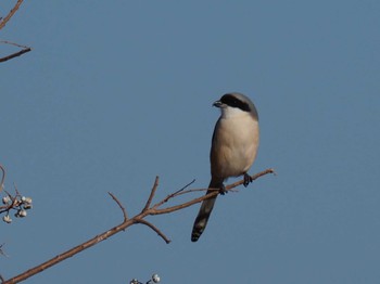 Long-tailed Shrike 兵庫県 Tue, 1/2/2024