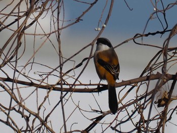 Long-tailed Shrike 兵庫県 Tue, 1/2/2024