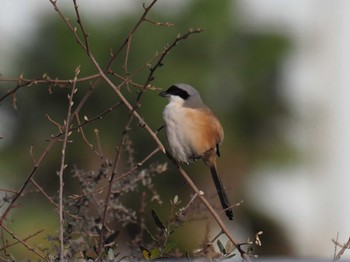 Long-tailed Shrike 兵庫県 Tue, 1/2/2024