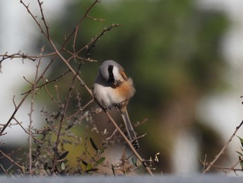 Long-tailed Shrike 兵庫県 Tue, 1/2/2024