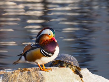 Mandarin Duck 兵庫県神戸市 Sat, 12/30/2023