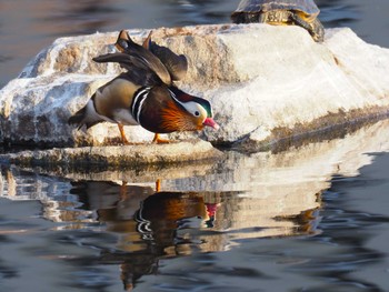 Mandarin Duck 兵庫県神戸市 Sat, 12/30/2023