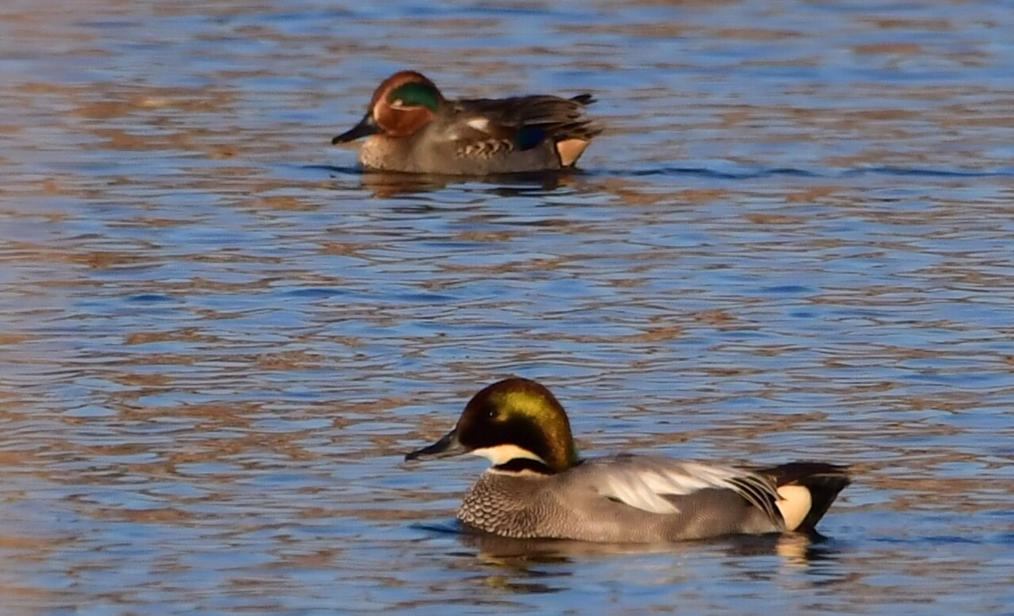 麻機遊水地 ヨシガモの写真