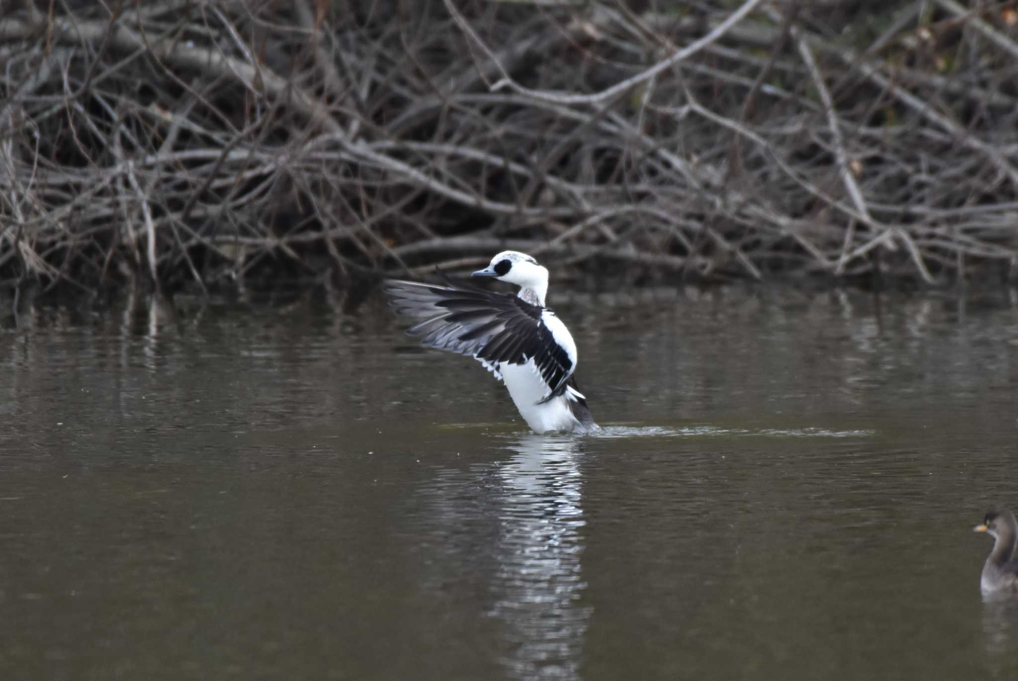 Smew