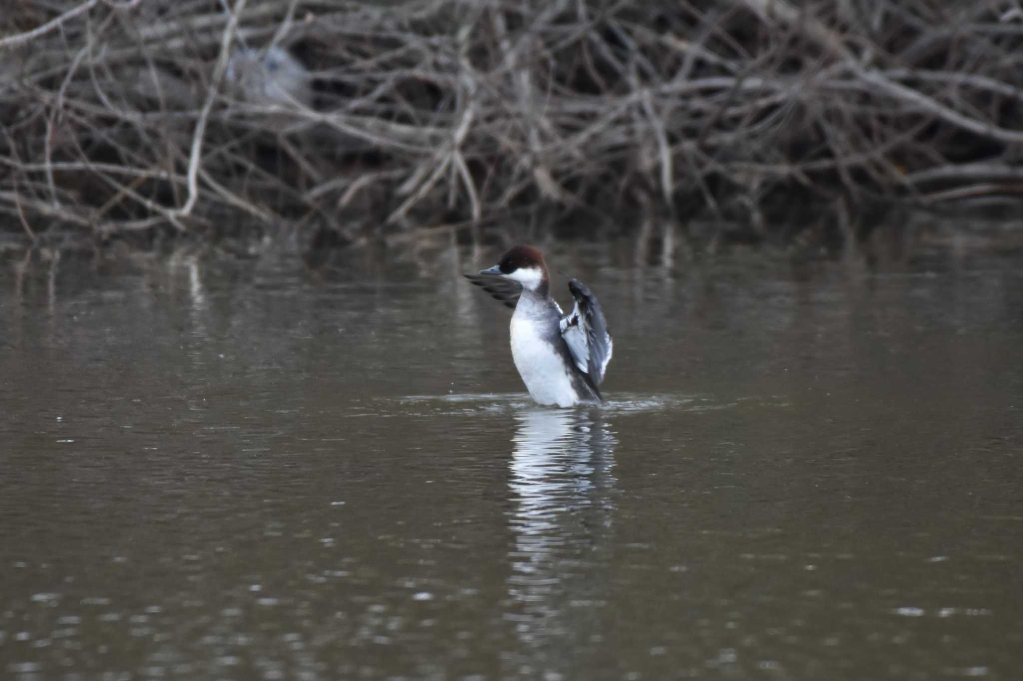 Smew