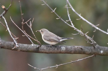 2024年1月3日(水) まつぶし緑の丘公園の野鳥観察記録