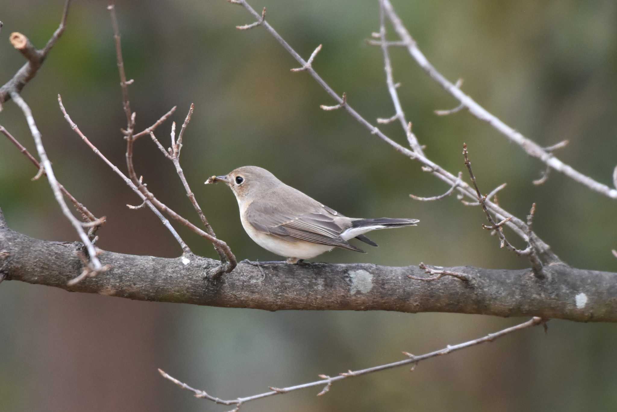 Red-breasted Flycatcher