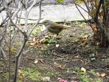 2024年1月3日(水) 平和の森公園、妙正寺川の野鳥観察記録