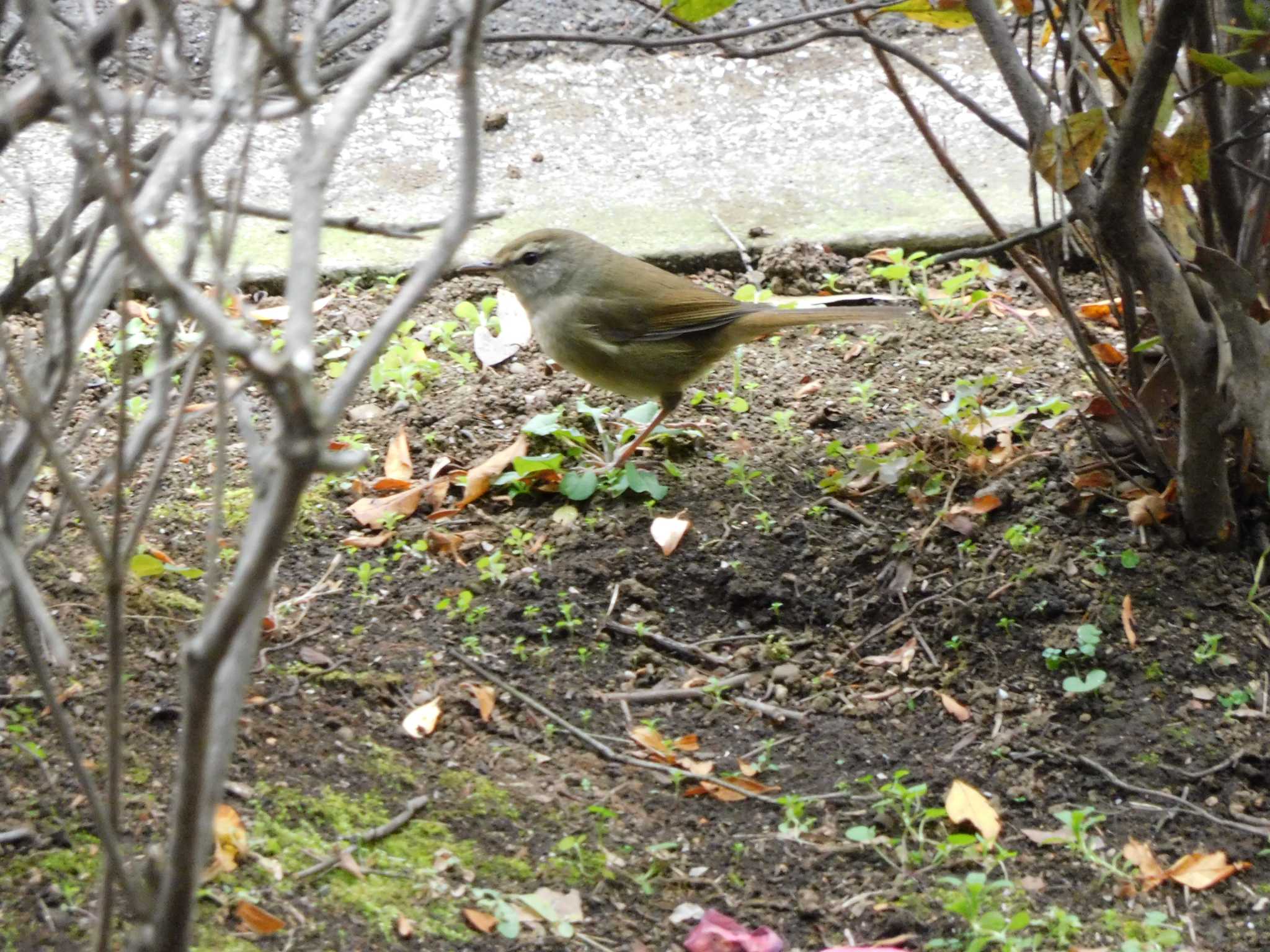 平和の森公園、妙正寺川 ウグイスの写真