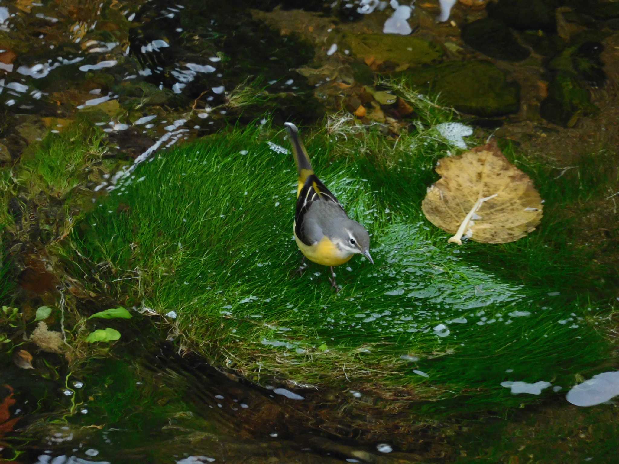 平和の森公園、妙正寺川 キセキレイの写真