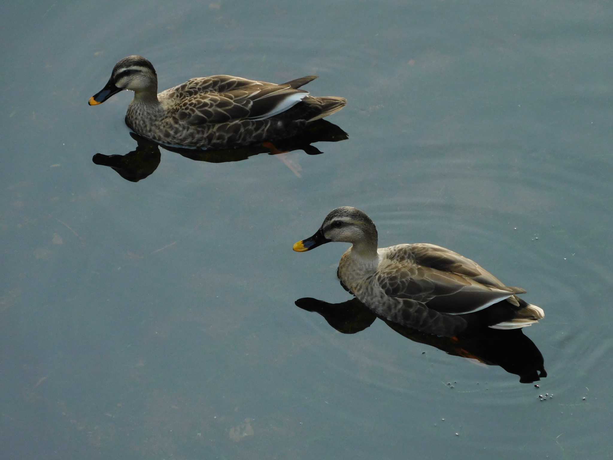 平和の森公園、妙正寺川 カルガモの写真