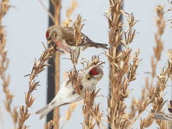 2024年1月3日(水) 真駒内公園の野鳥観察記録