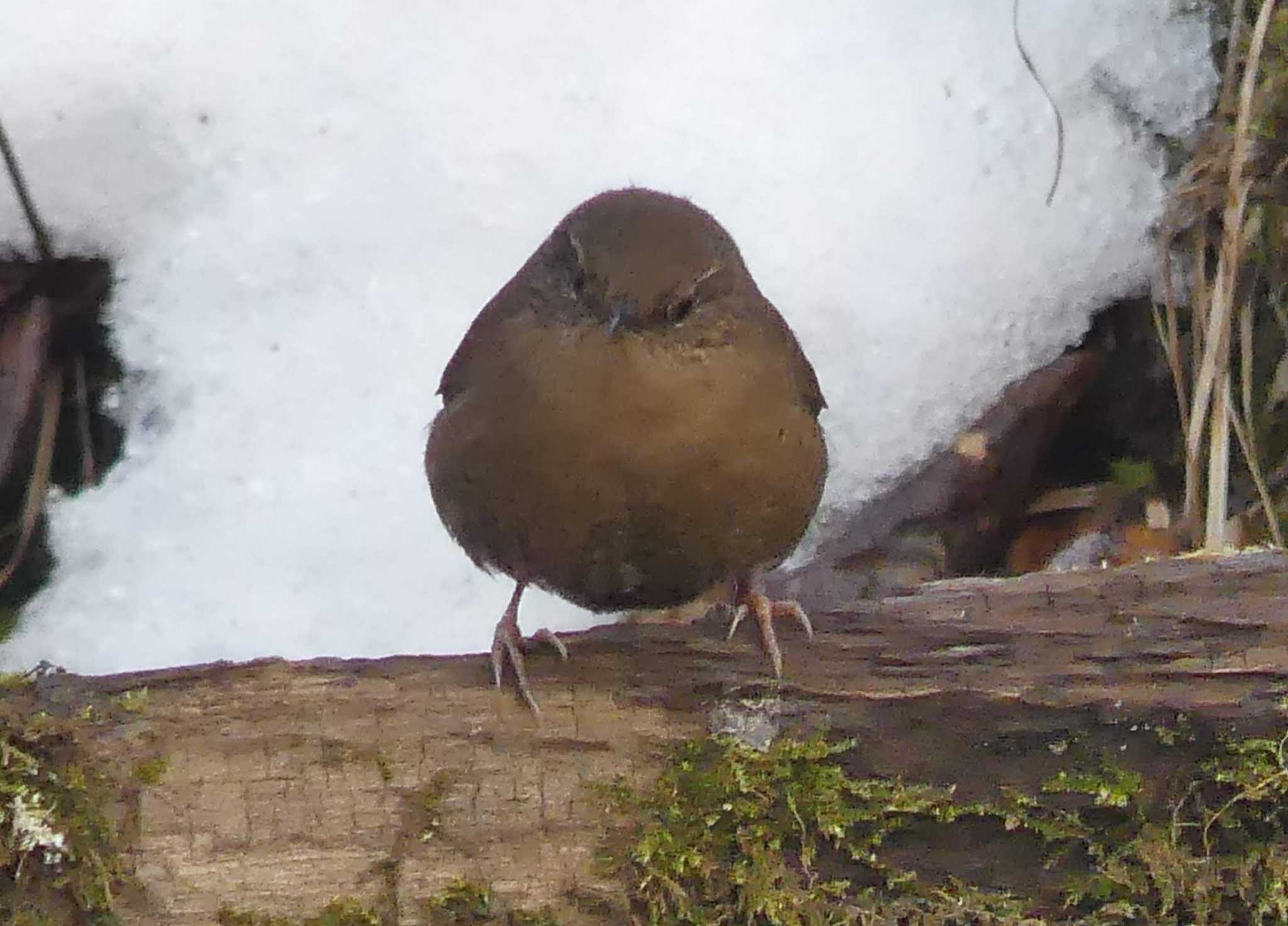 Photo of Eurasian Wren at Tomakomai Experimental Forest by 酔いちくれ