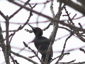 Black Woodpecker Tomakomai Experimental Forest Tue, 1/2/2024