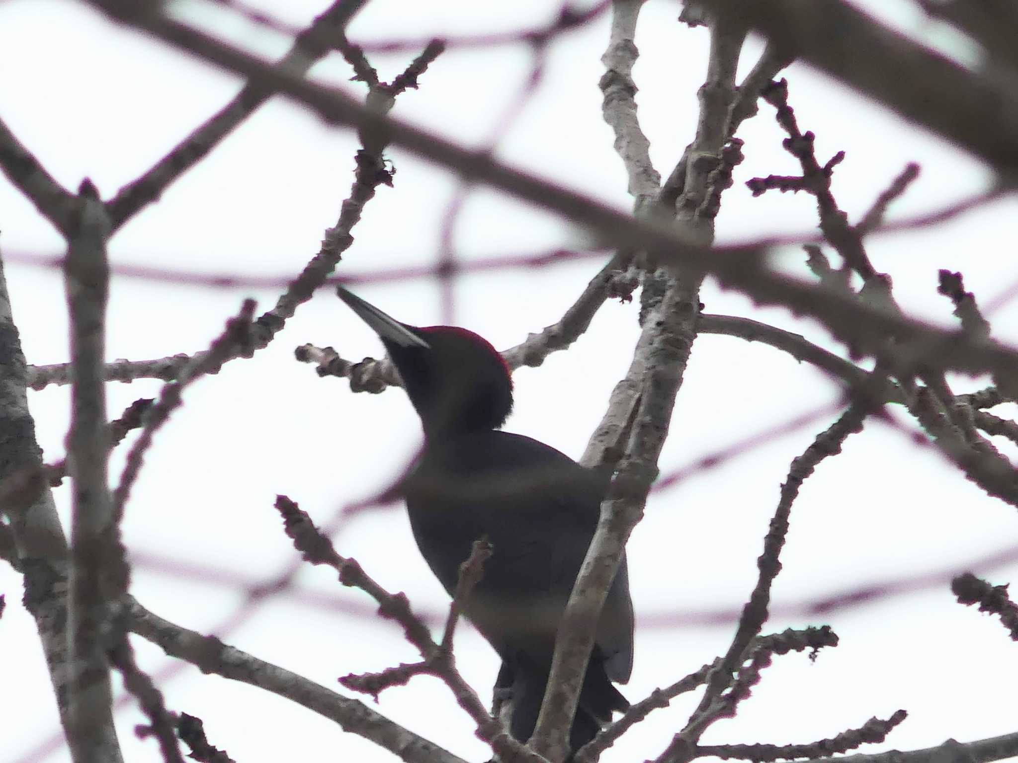 Photo of Black Woodpecker at Tomakomai Experimental Forest by 酔いちくれ