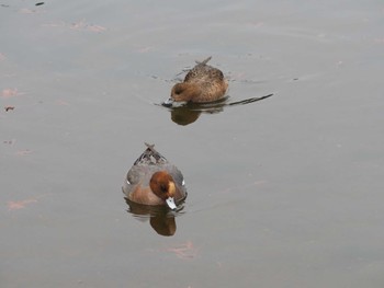 ヒドリガモ 昆陽池公園 2024年1月3日(水)