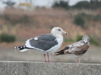 2023年12月28日(木) 銚子漁港の野鳥観察記録