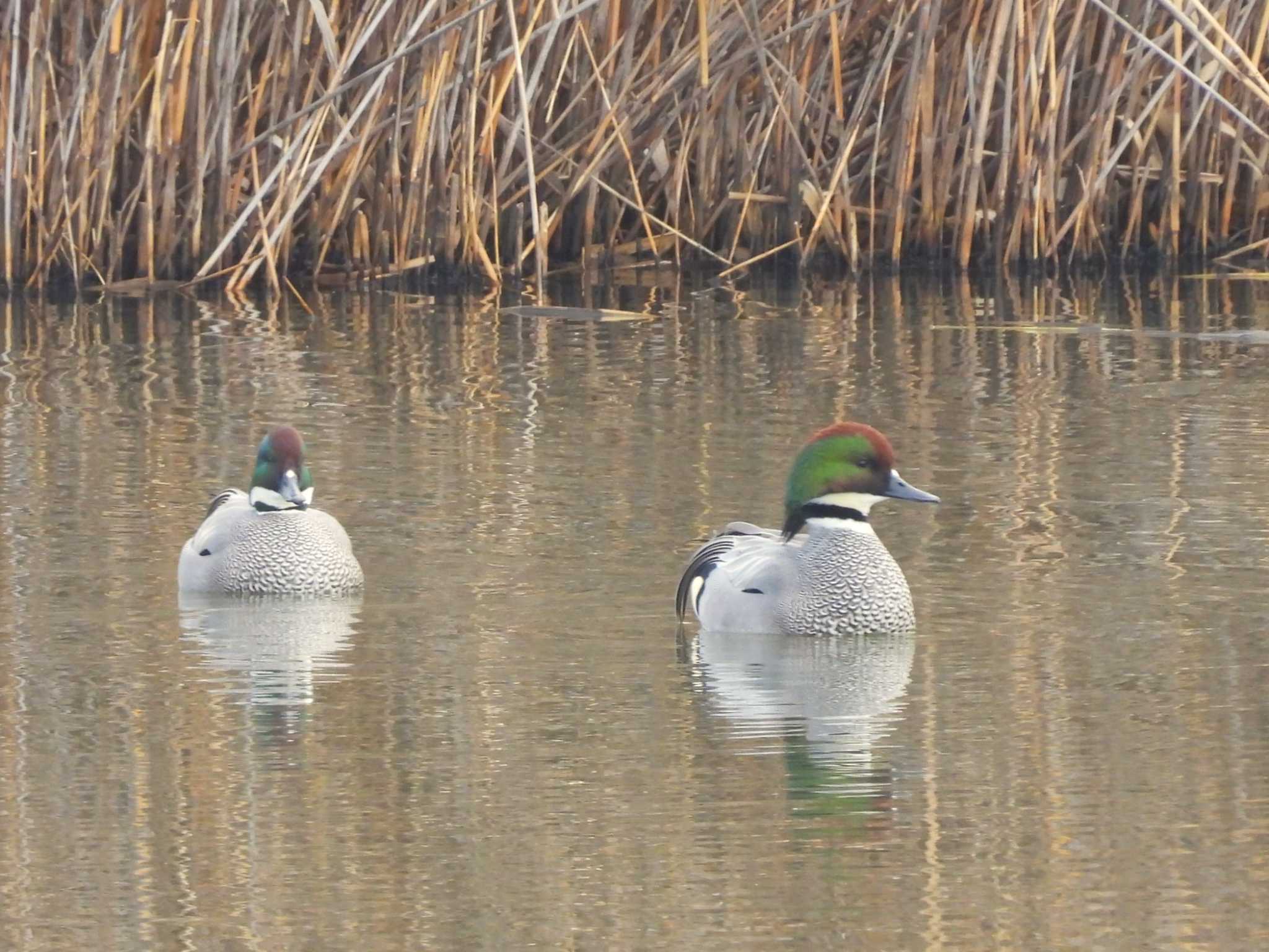 Falcated Duck