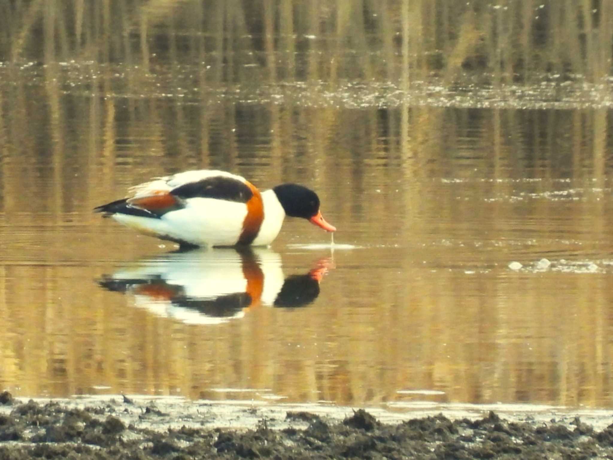 Common Shelduck